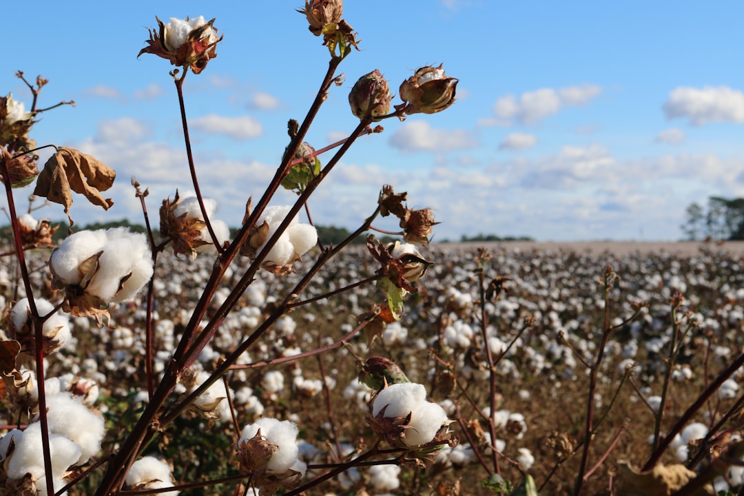 Sustainable Materials for Modern Fashion